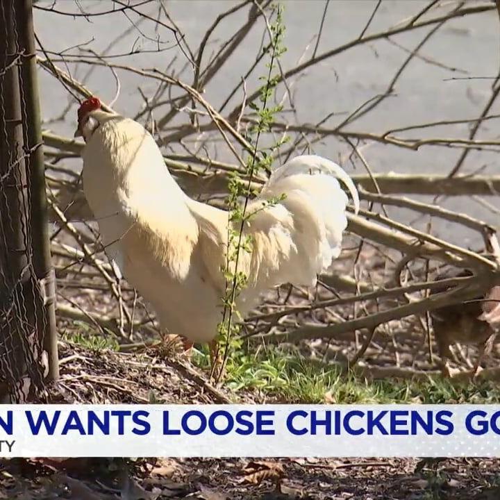 3 ON YOUR SIDE: Rossville woman wants abandoned chickens gone from neighborhood